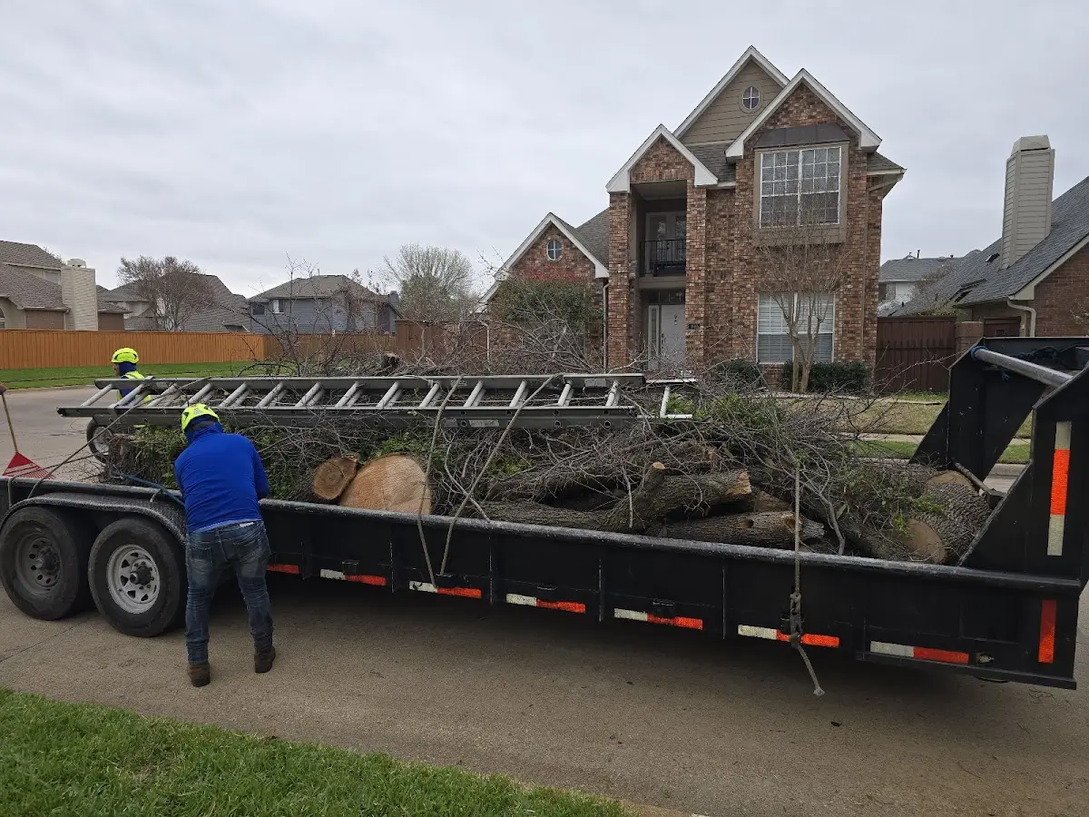 Expert Tree Removal with proper safety equipment in Rockport